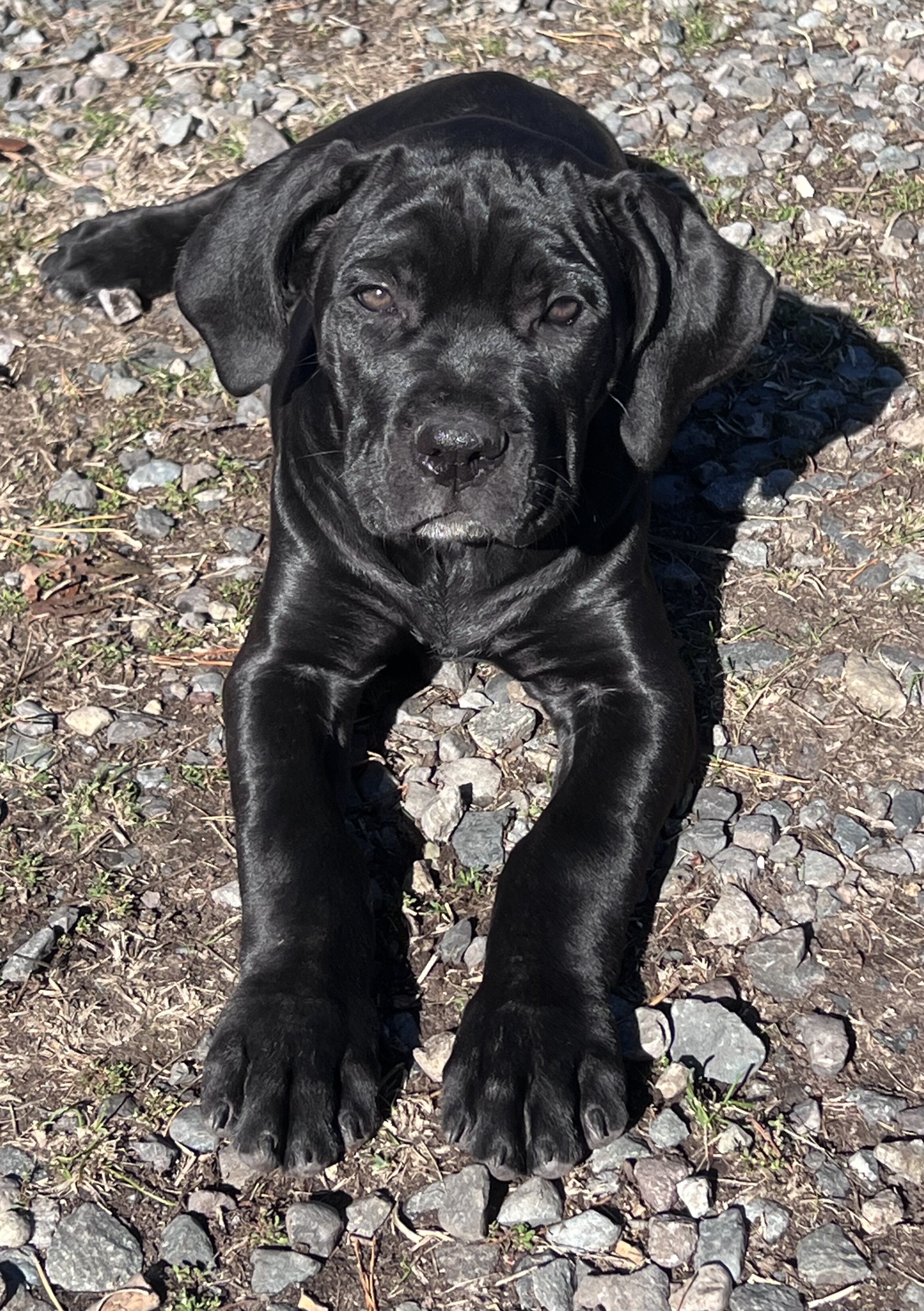 Cane Corso Puppies image 2
