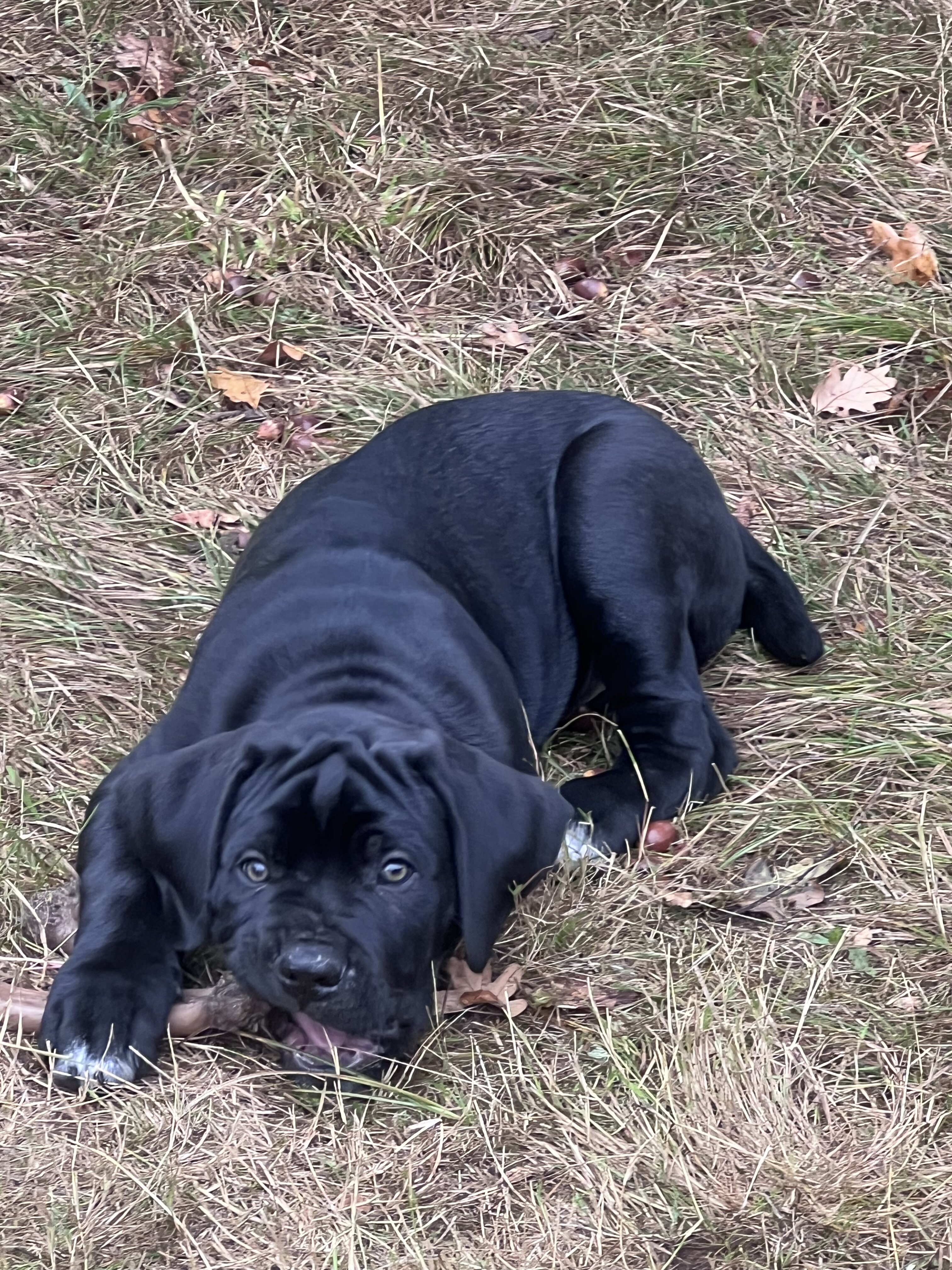 Cane Corso Puppies image 3