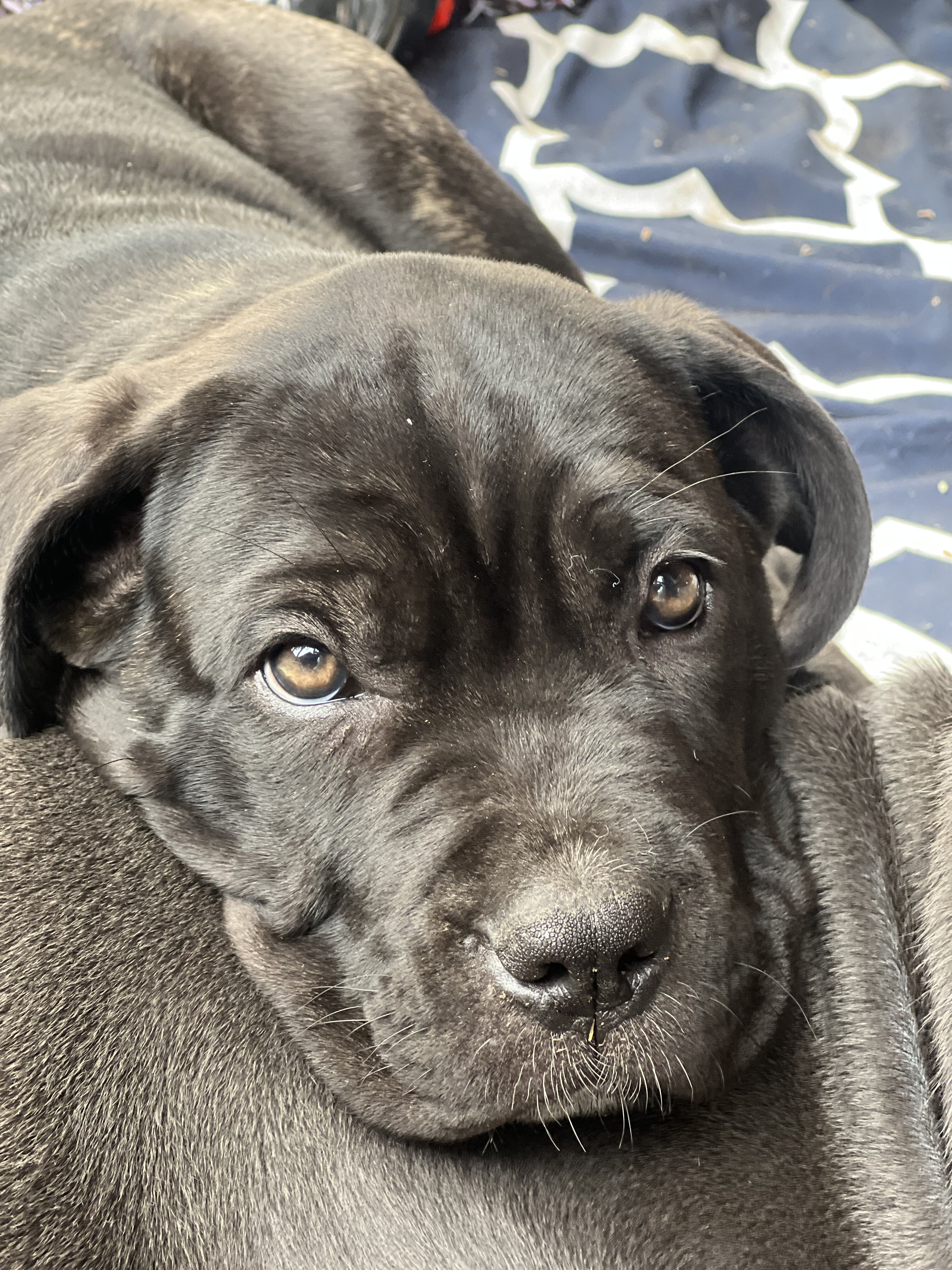 Cane Corso Puppies image 4