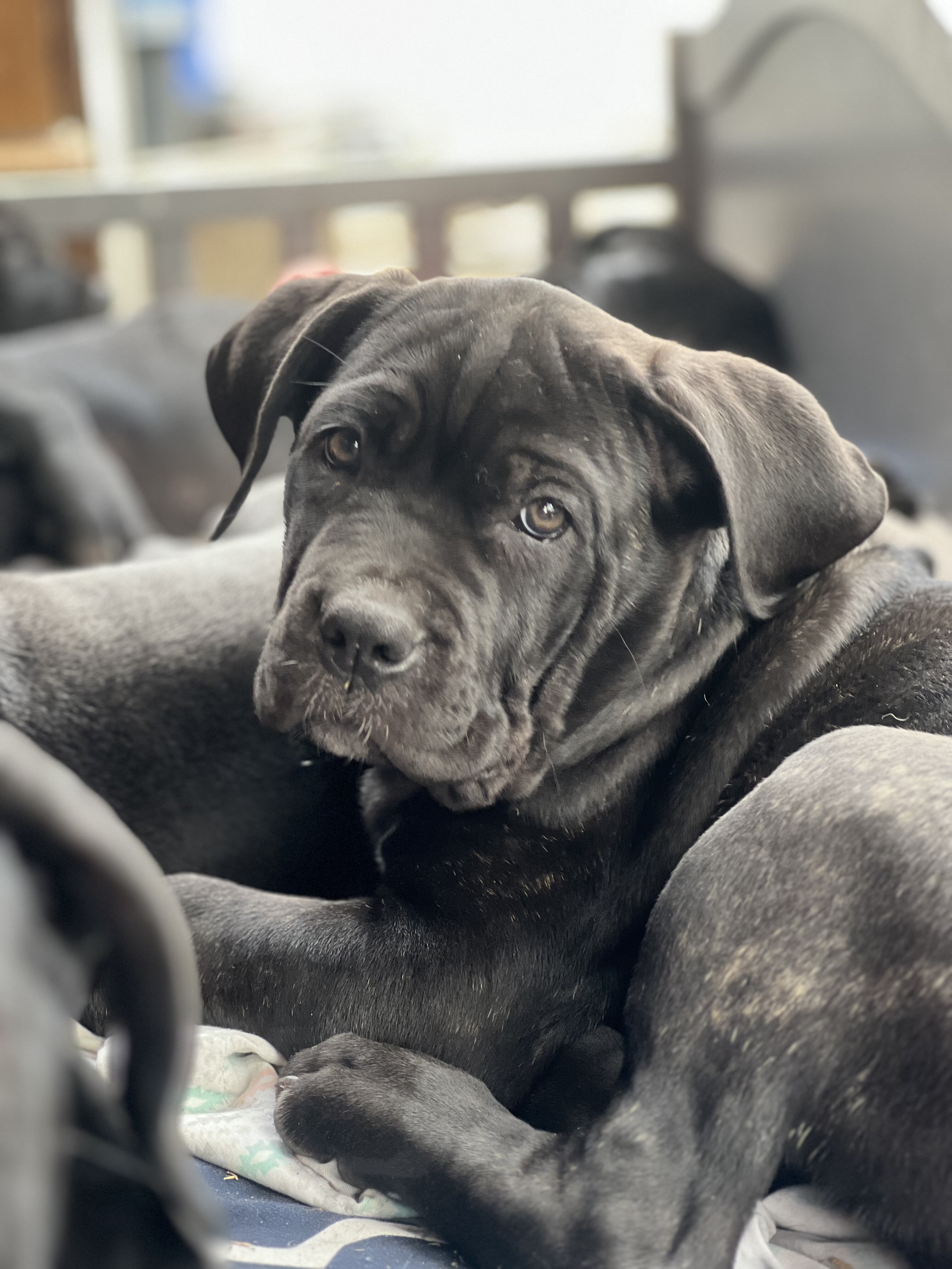 Cane Corso Puppies image 1