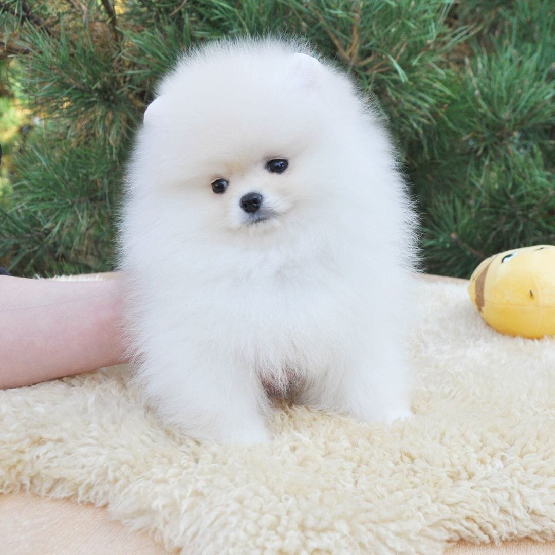 Priceless White Pomeranian Puppy For  Adoption image 1