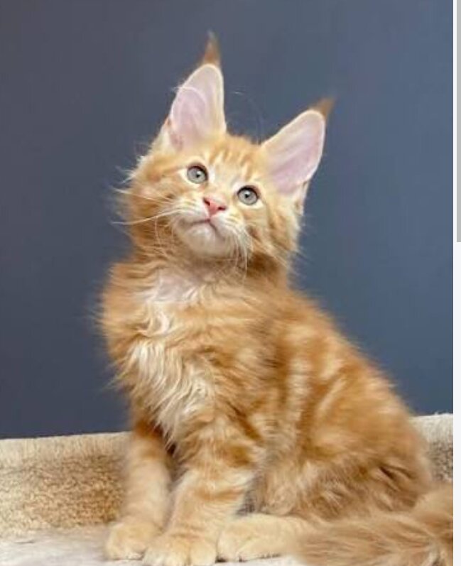 Maine Coon Kittens Available image 1
