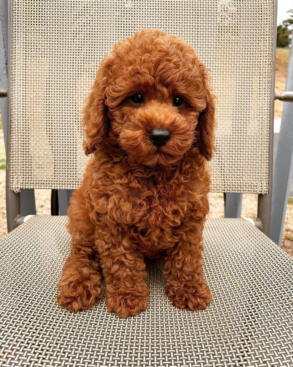 Toy poodle puppies Available image 1