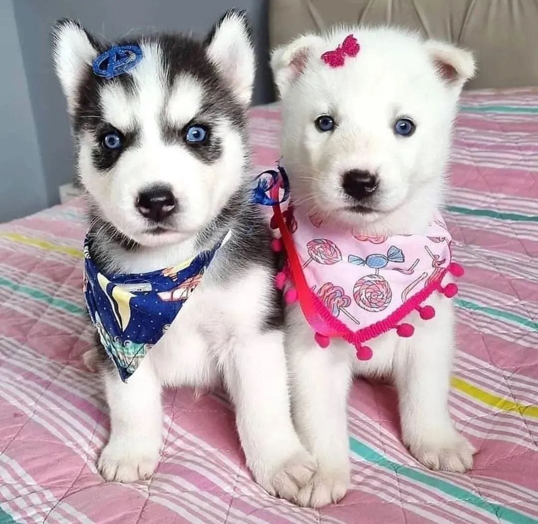 Siberian Husky puppies For Adoption image 1