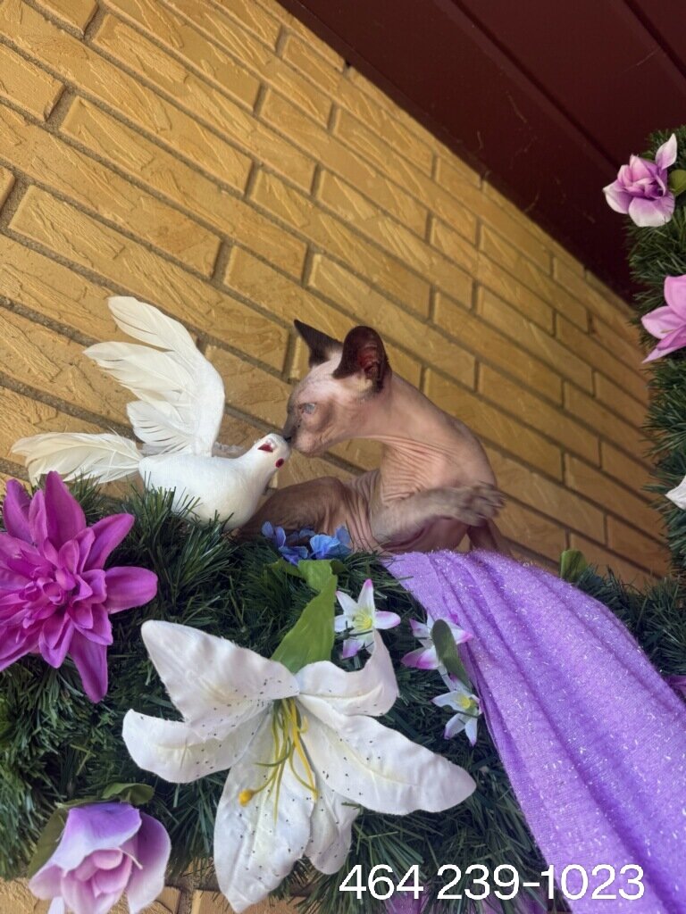 16wk  Female chocolate point sphynx image 3