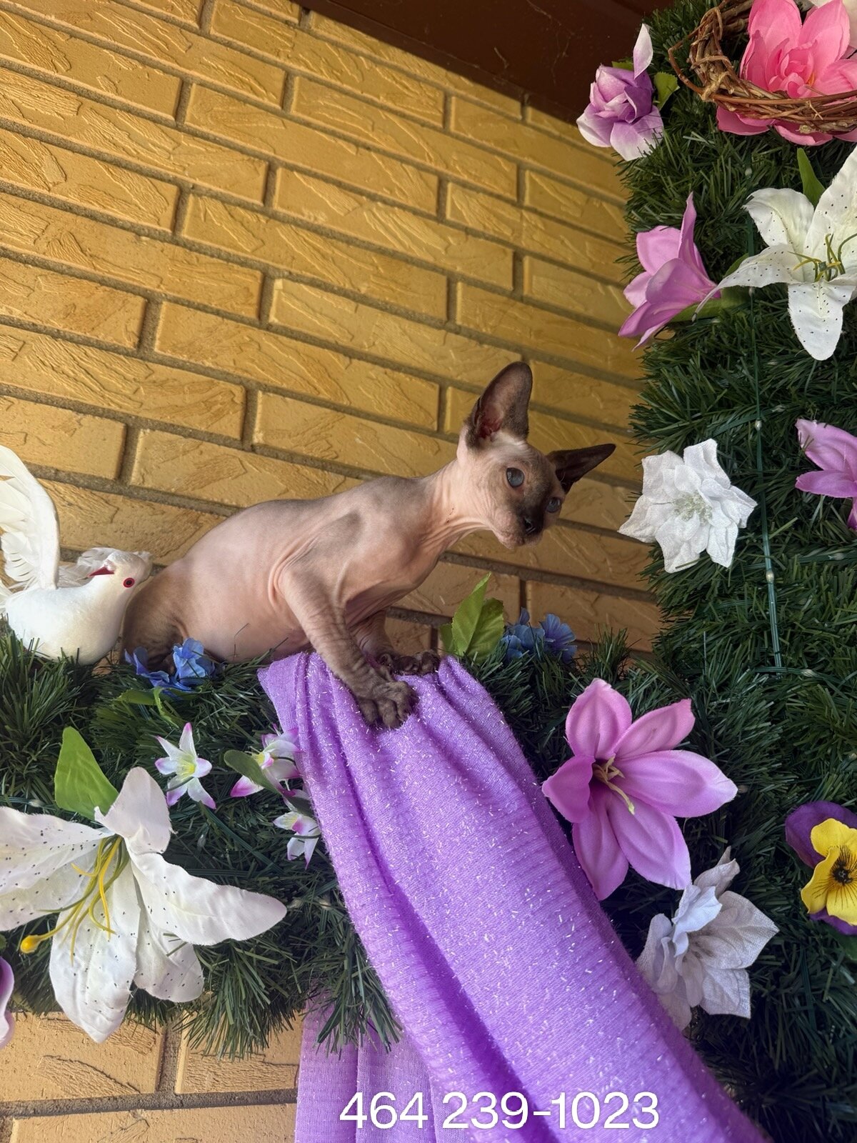 16wk  Female chocolate point sphynx image 2