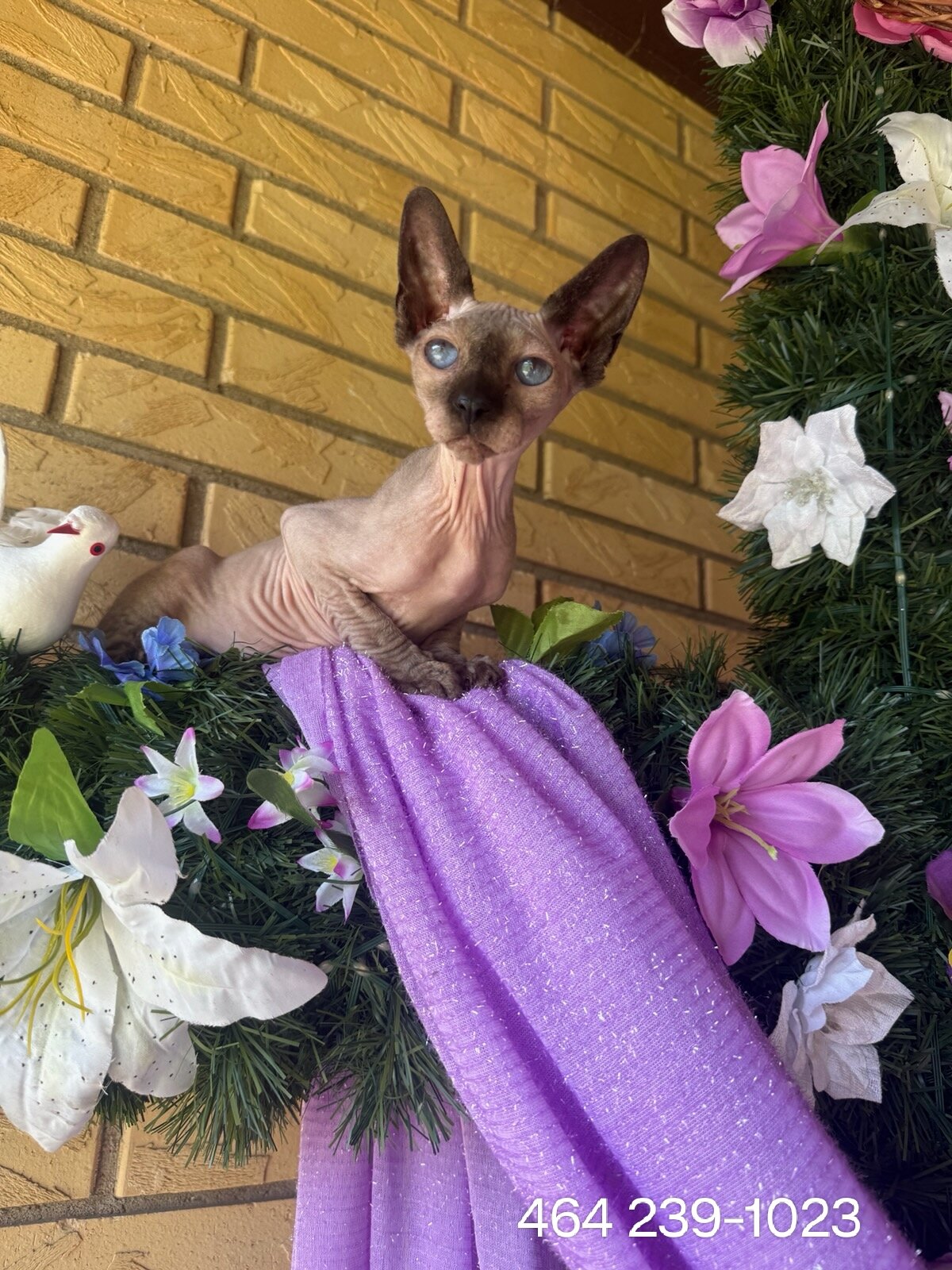 16wk  Female chocolate point sphynx image 1