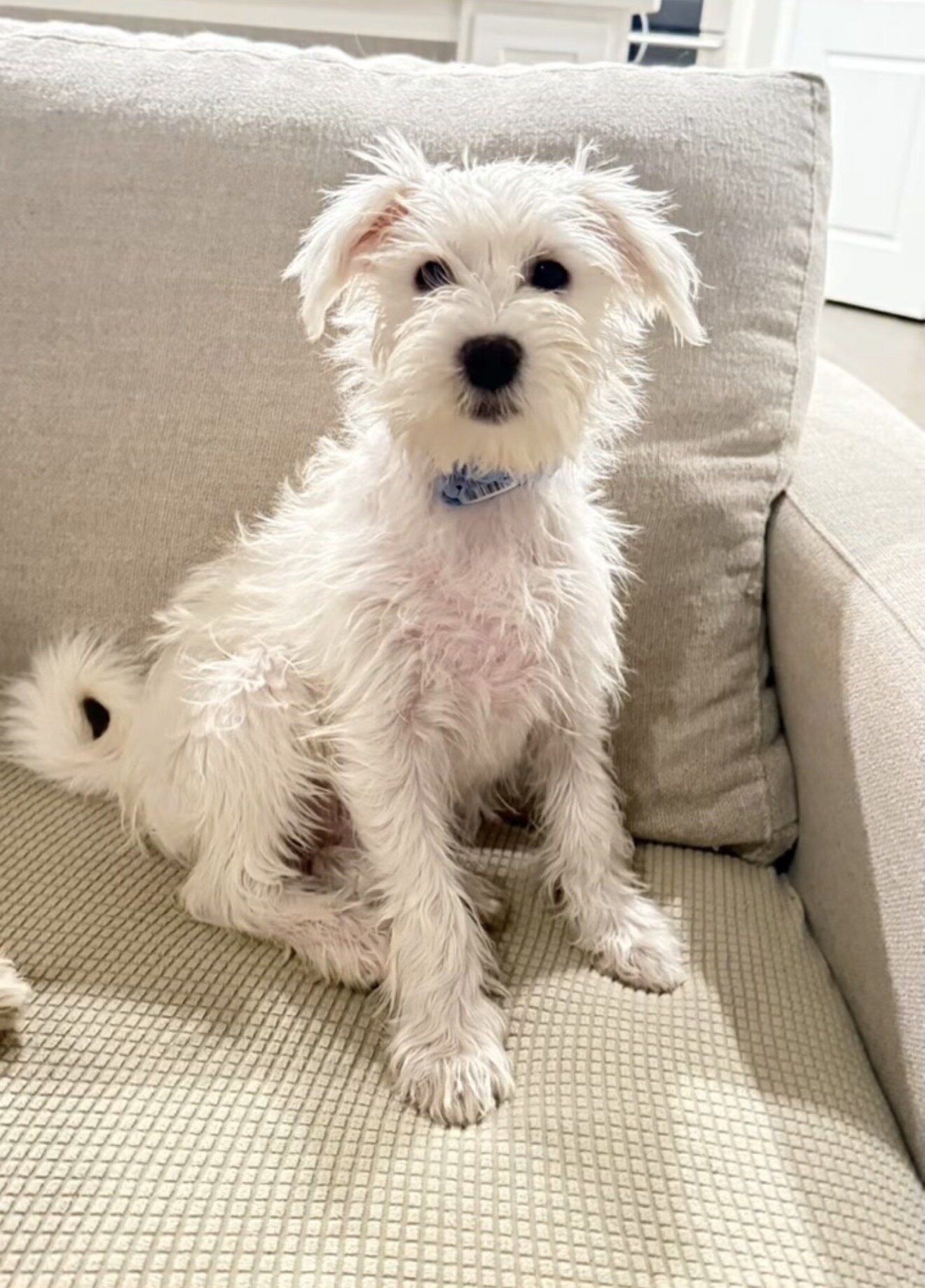 1 Male Hypoallergenic Puppy image 1