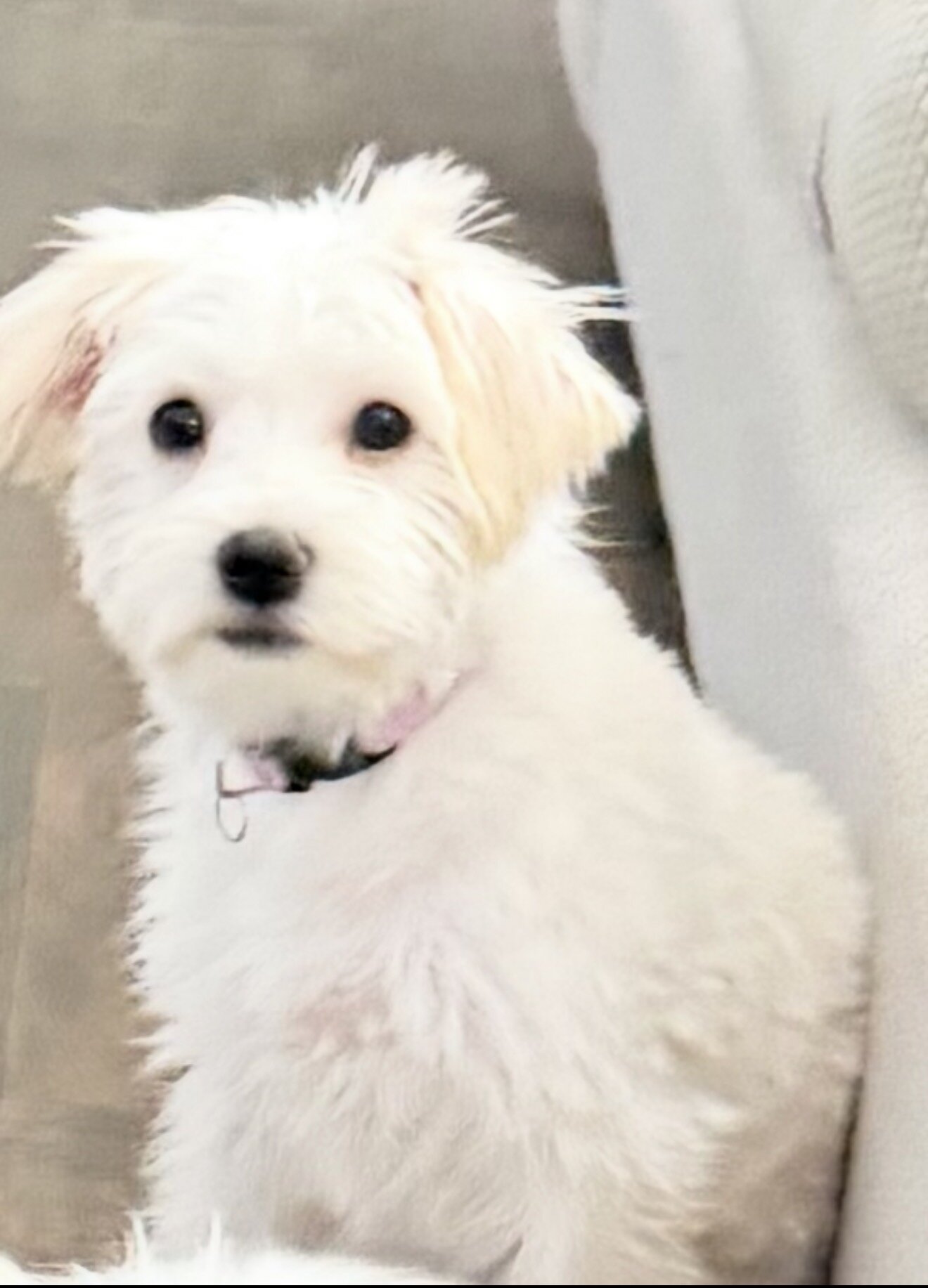 Female Maltipoo × Schnoodle Puppy image 1