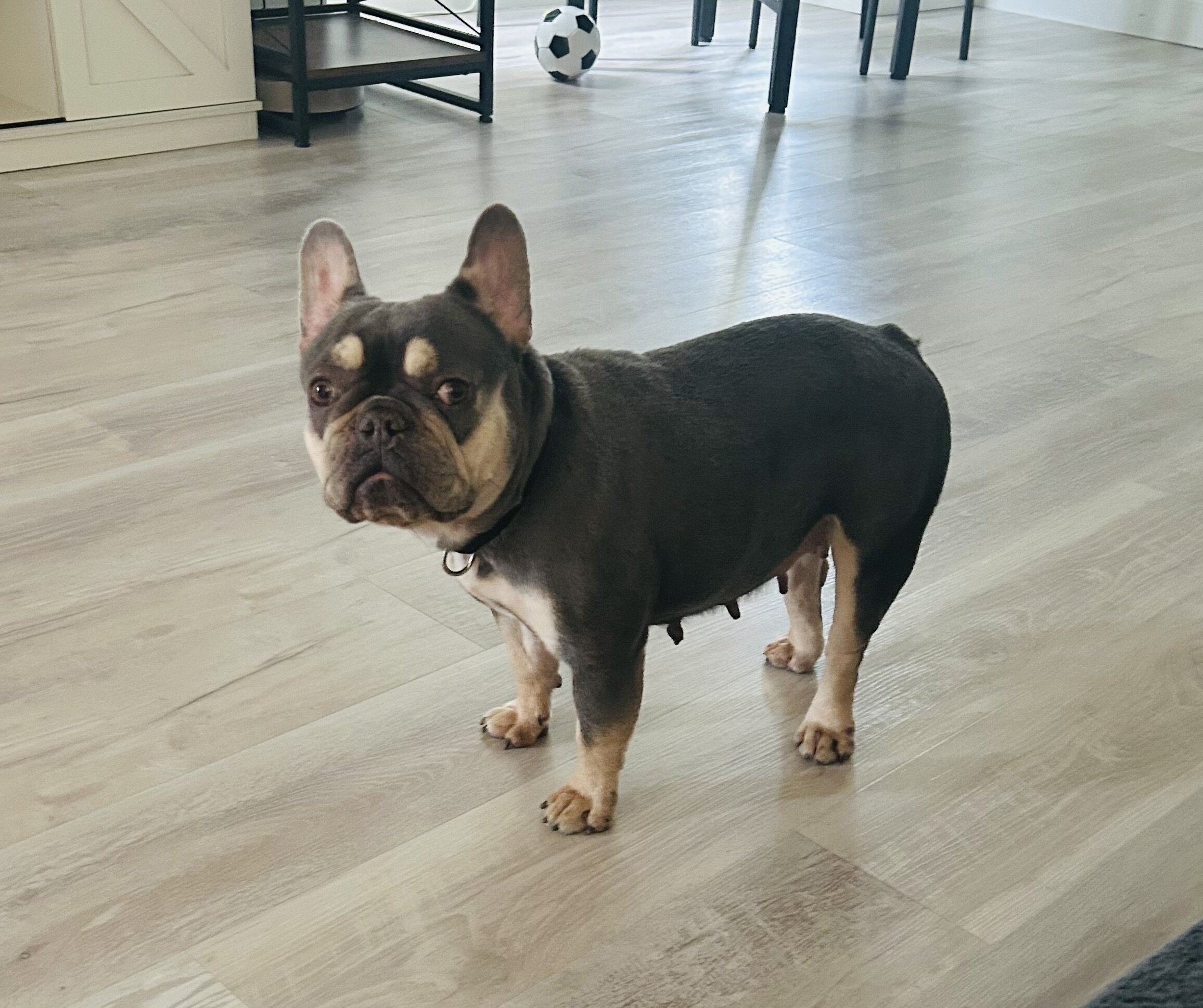 French Bulldog image 2