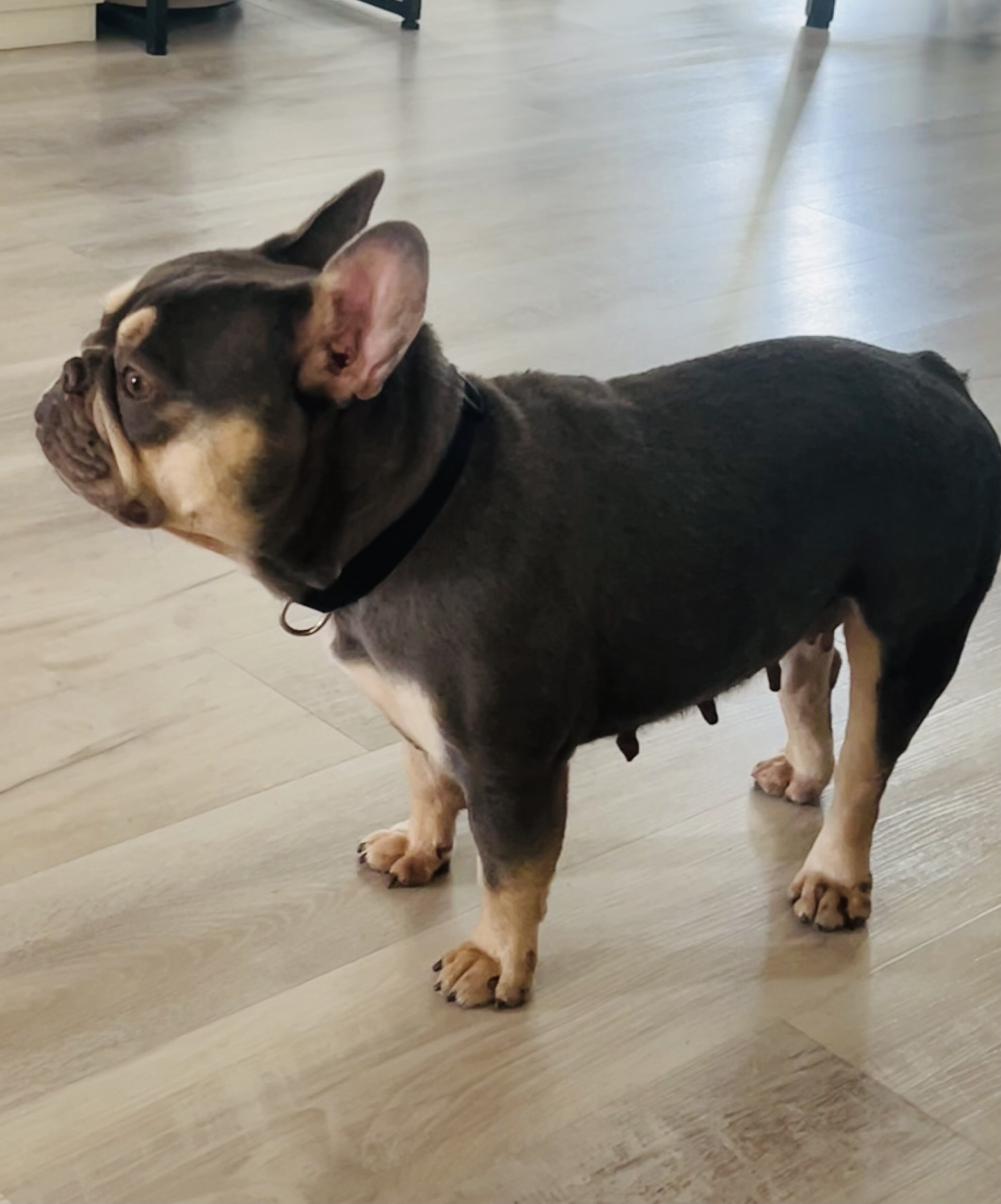 French Bulldog image 1
