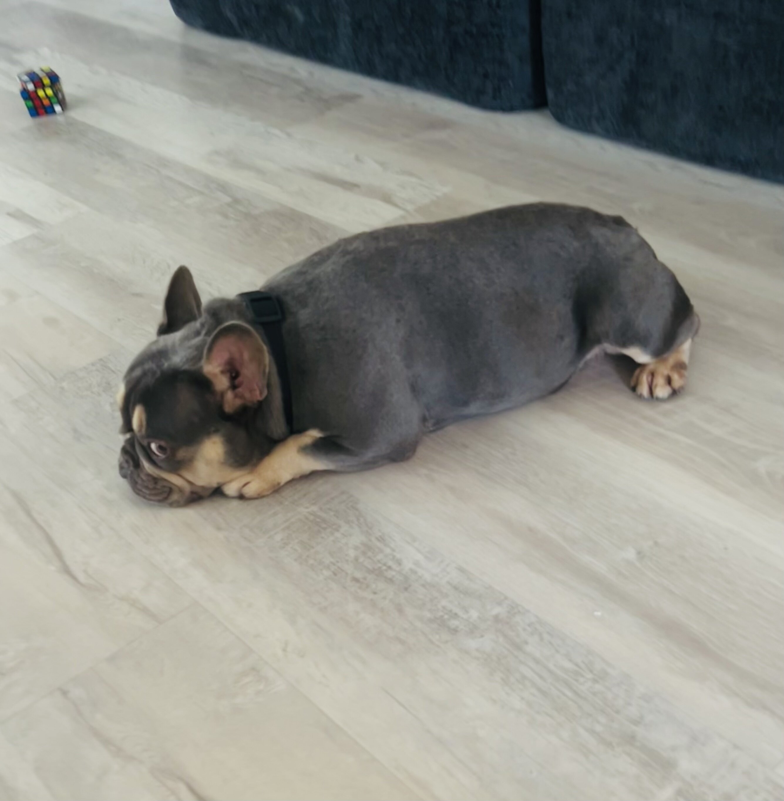 French Bulldog image 3