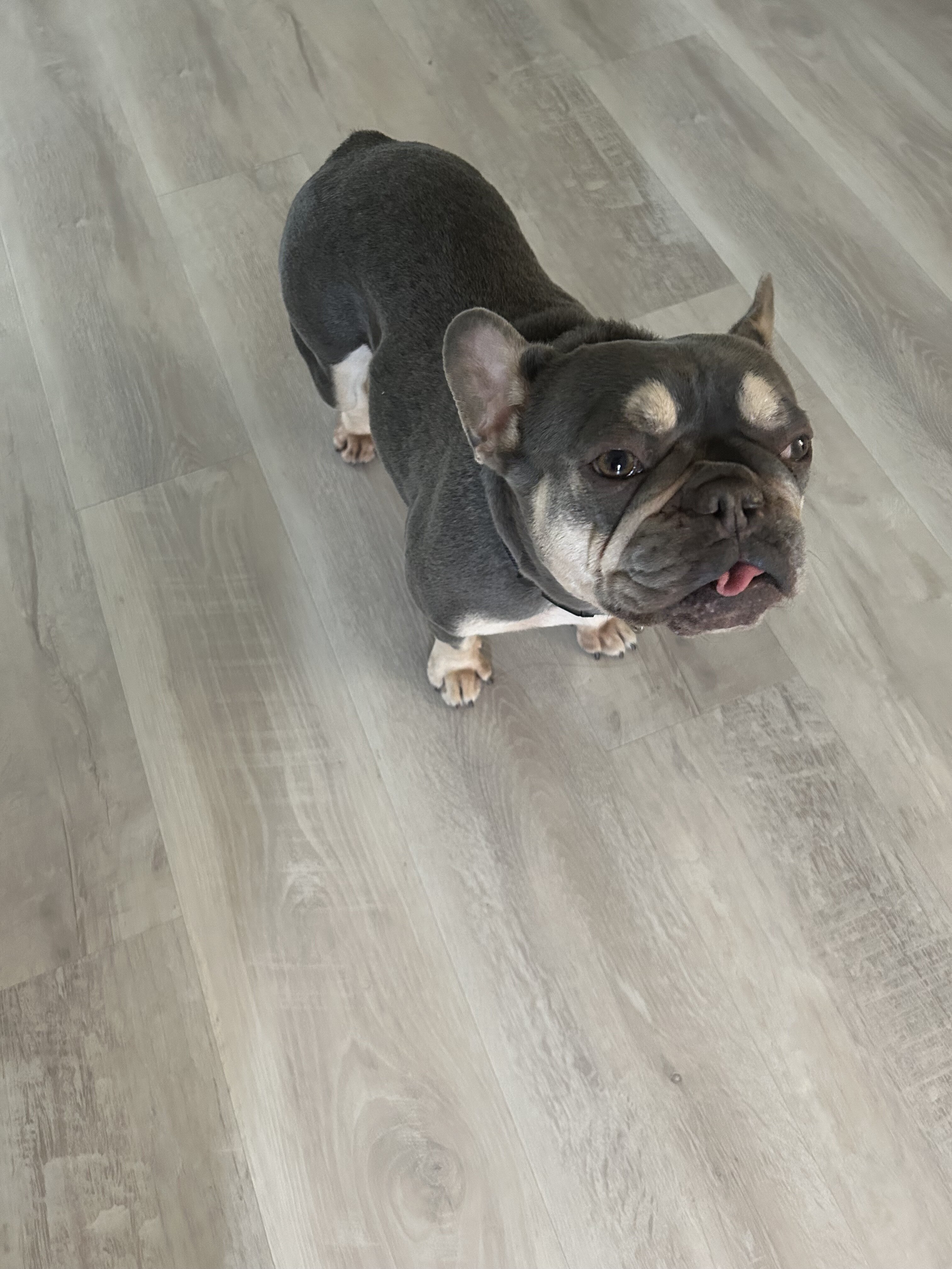 French Bulldog image 4