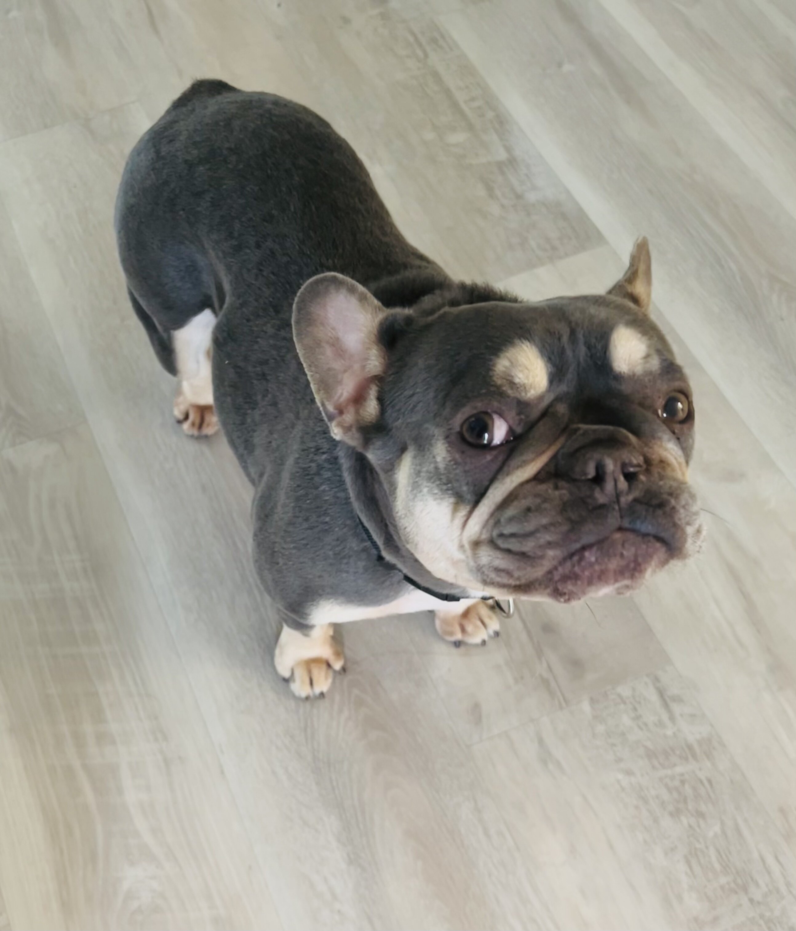 French Bulldog image 5