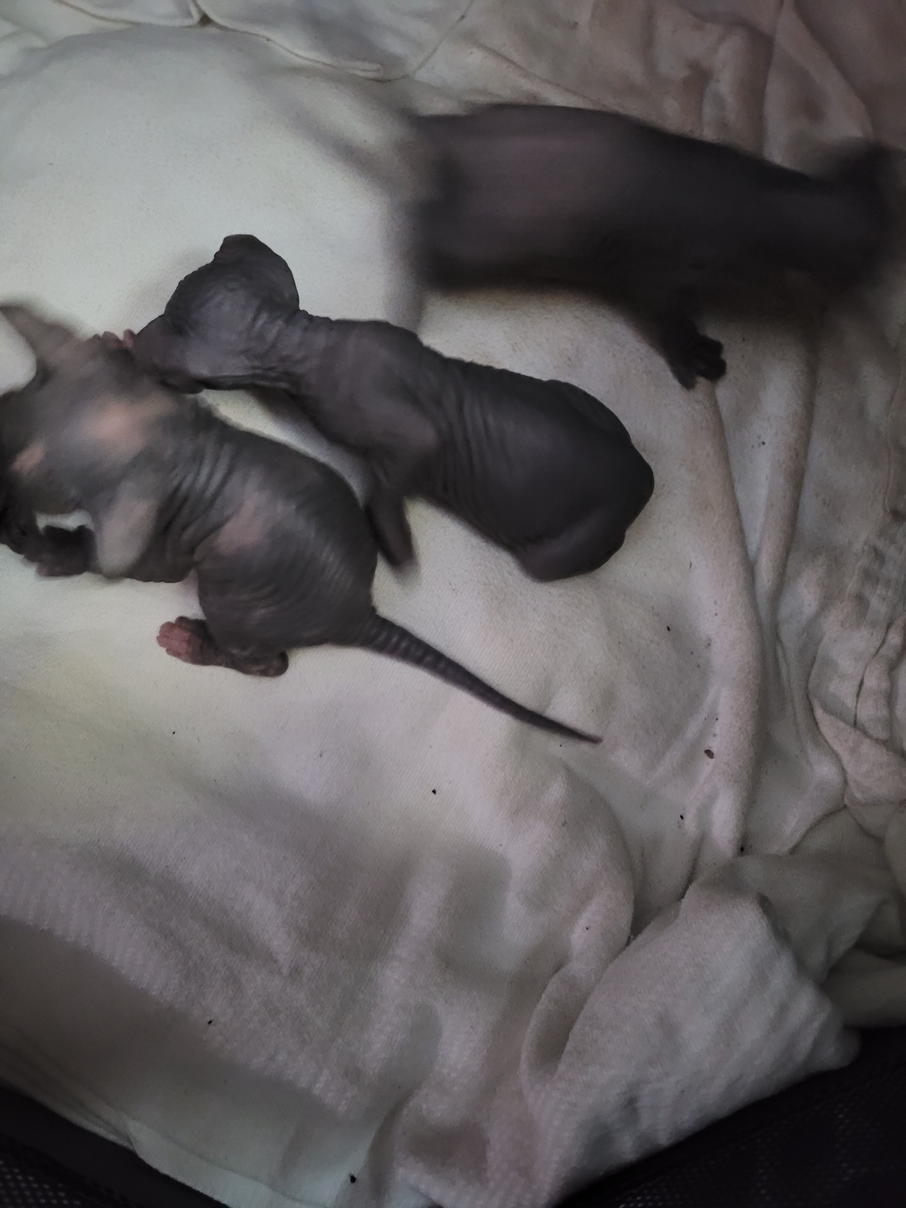 Hairless kitten image 1
