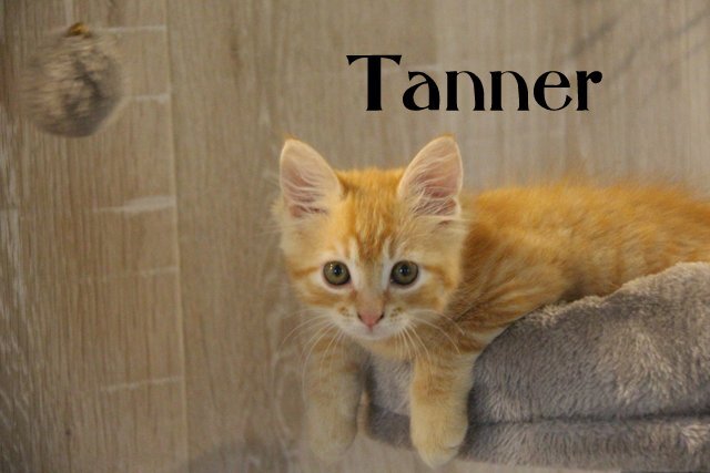 lovely orange boy kitten image 1
