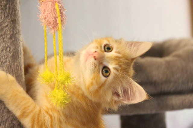 lovely orange boy kitten image 2