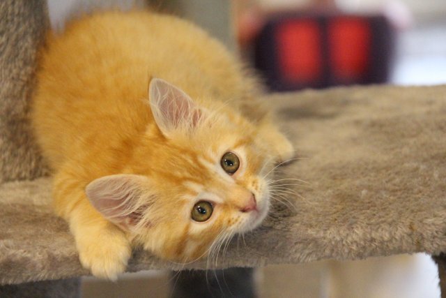 lovely orange boy kitten image 3