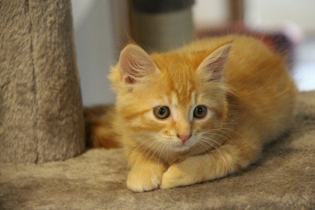 lovely orange boy kitten image 4