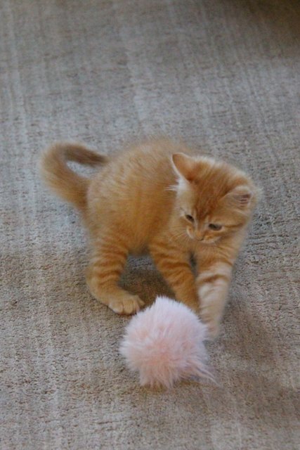 lovely orange boy kitten image 5