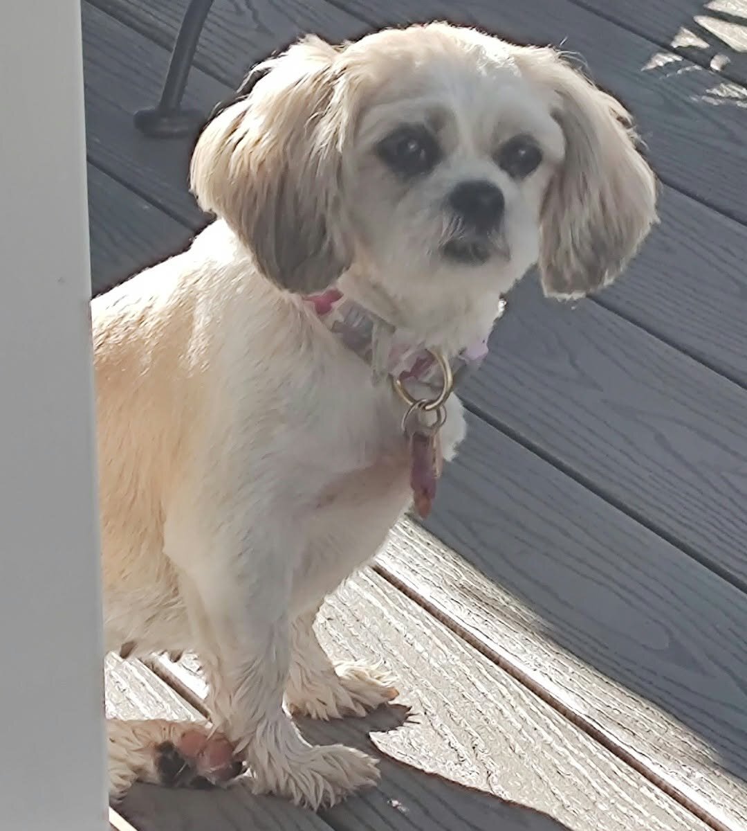Shih Tzu image 2