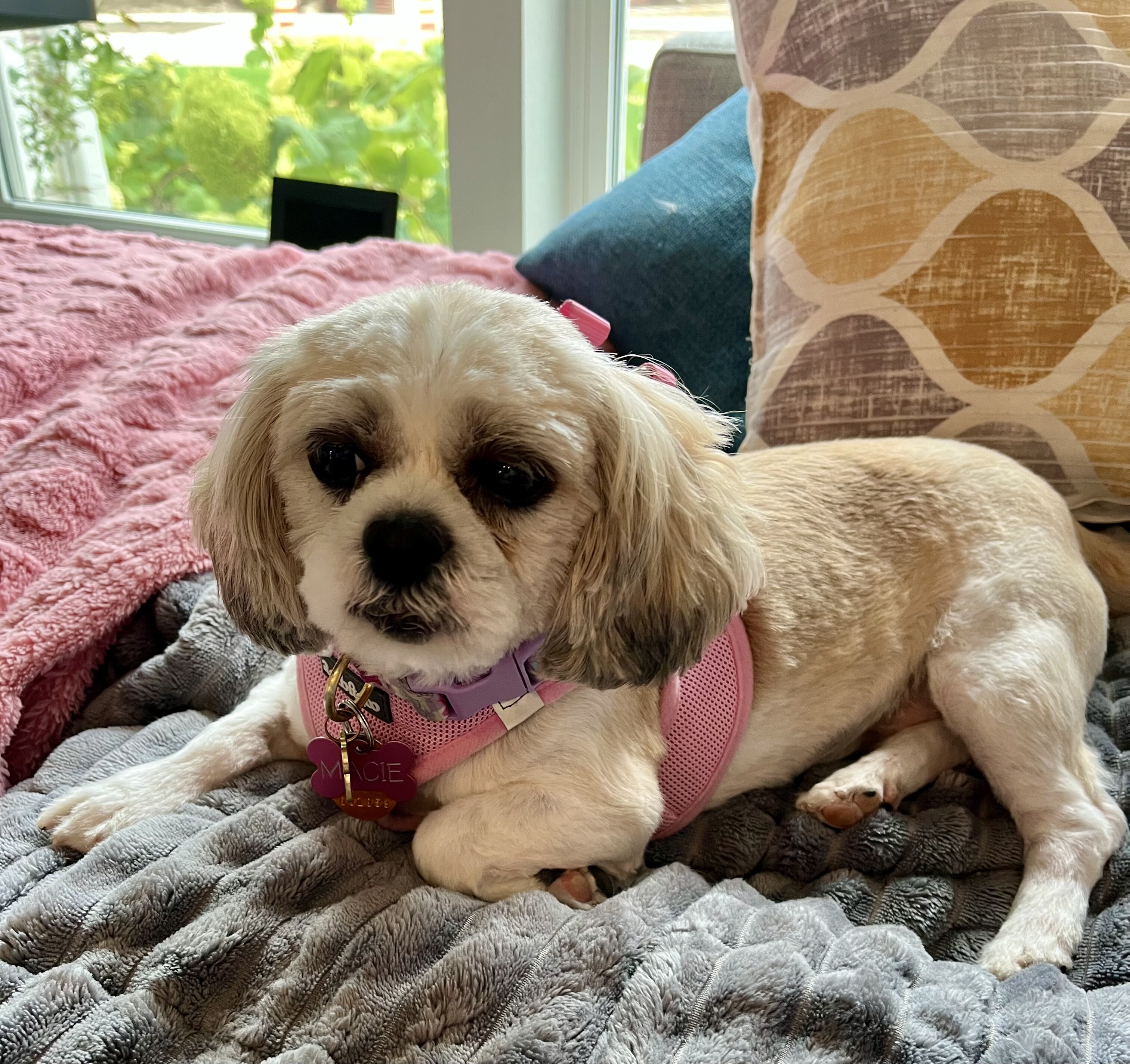 Shih Tzu image 1
