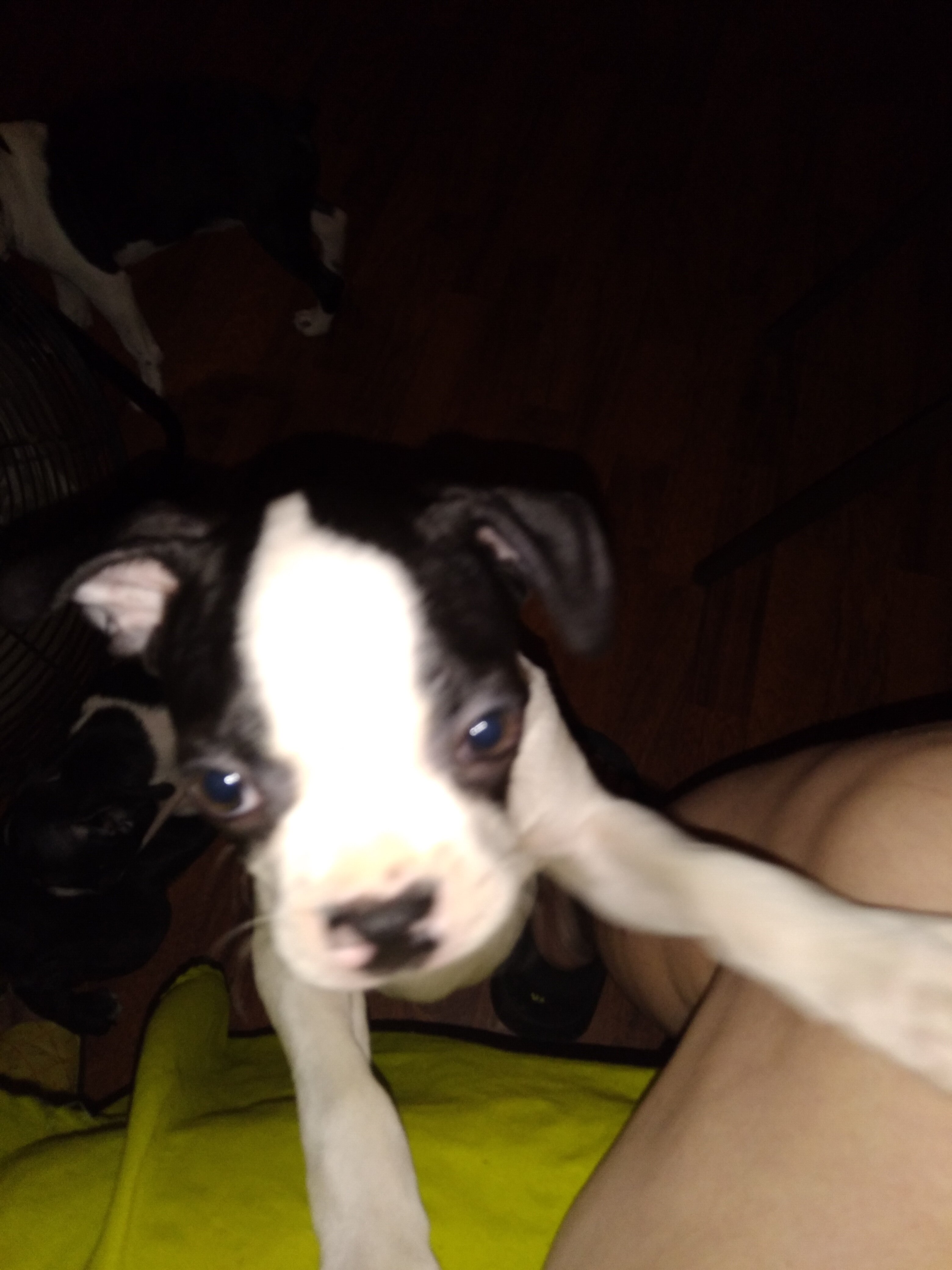 Boston Terrier Puppies image 2
