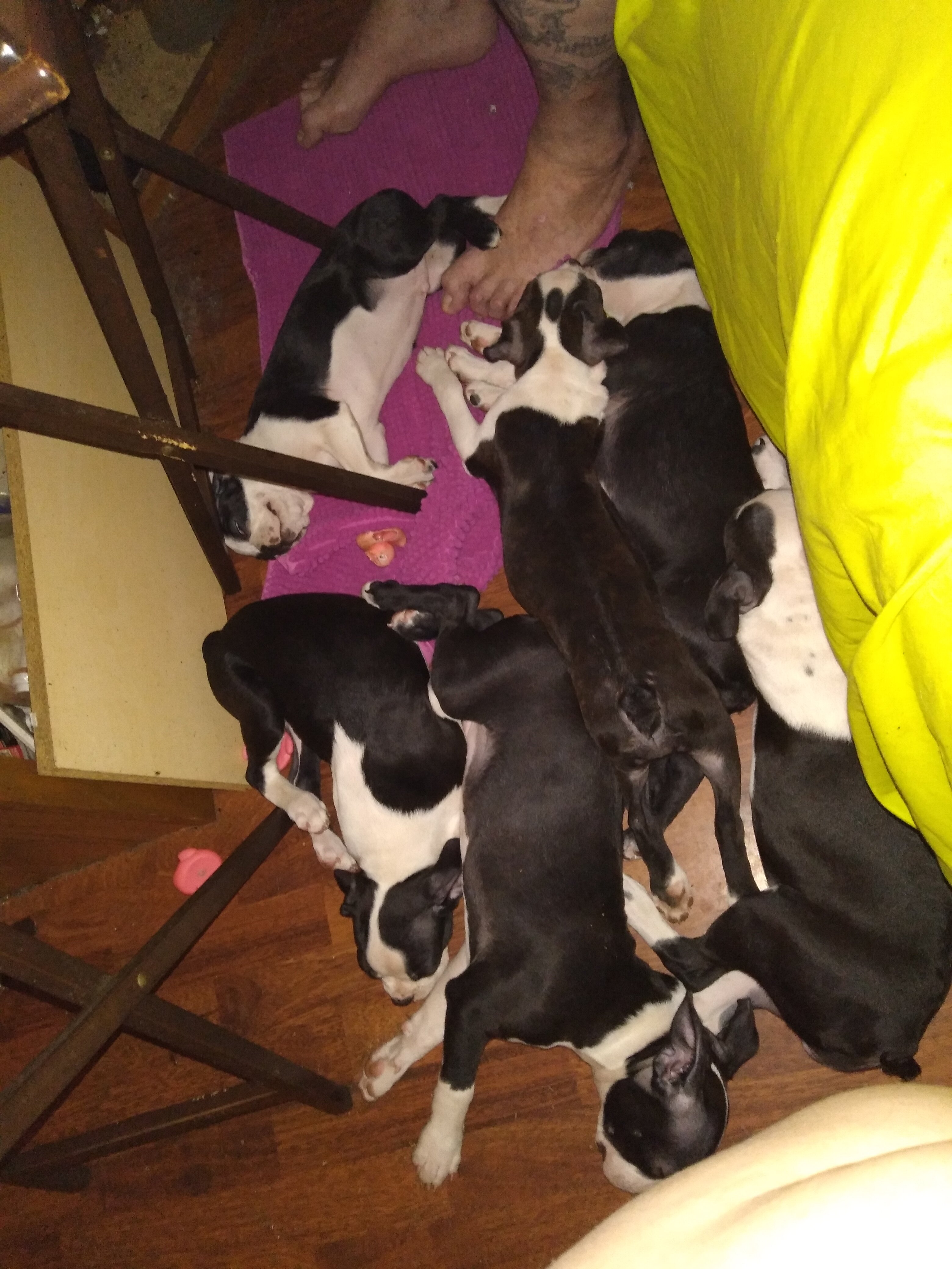 Boston Terrier Puppies image 1