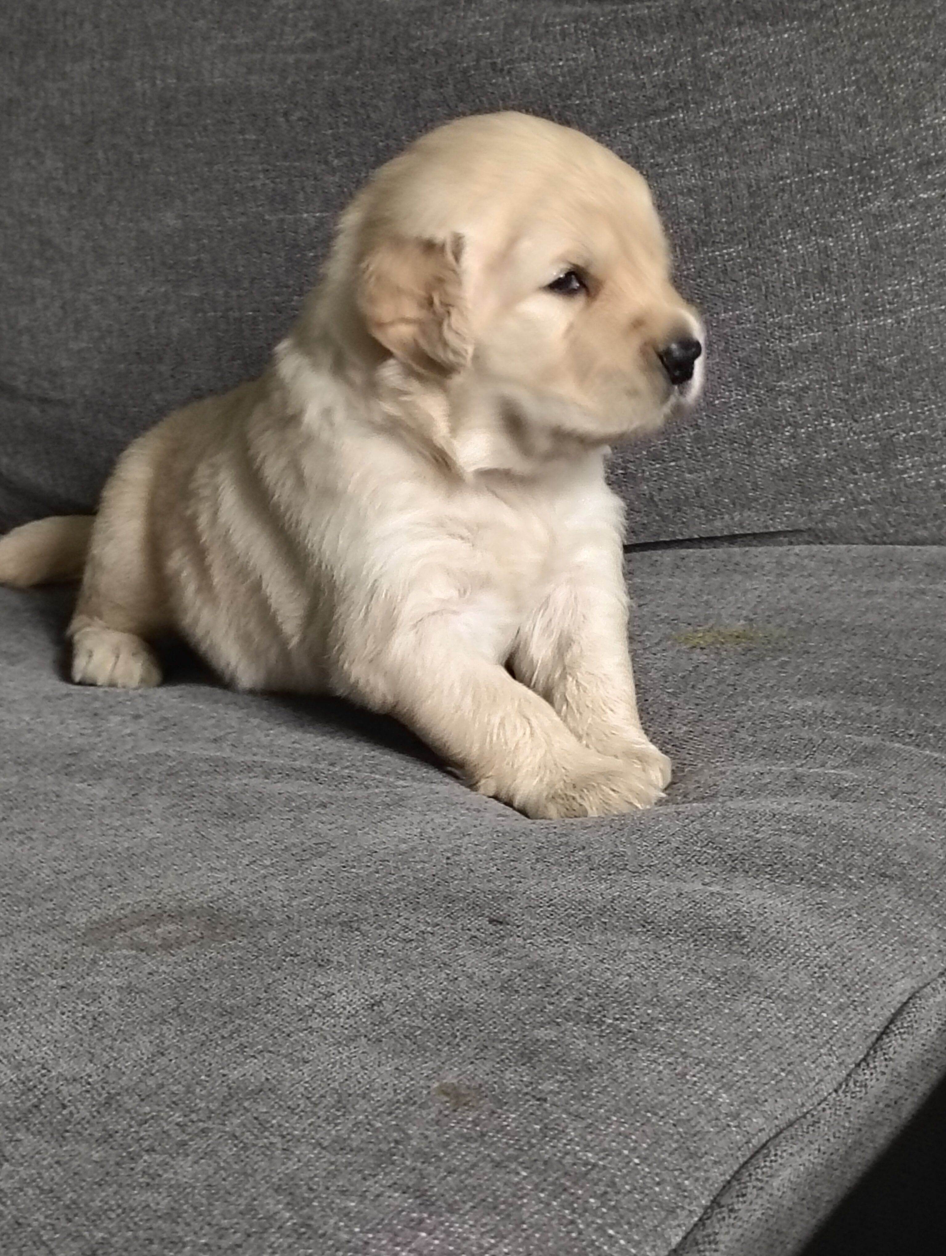 "Coraline" AKC Golden retriever female image 3
