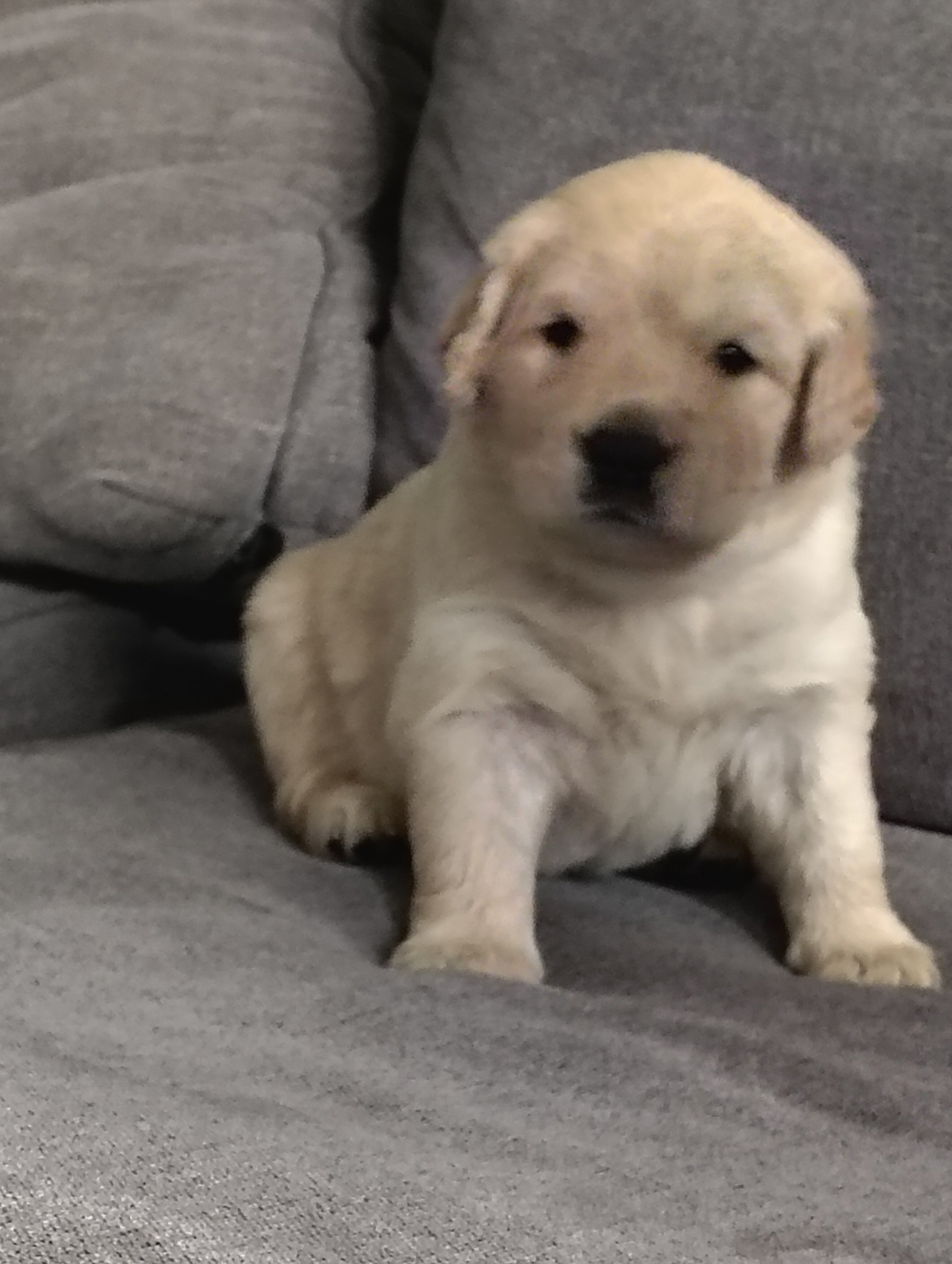 "Coraline" AKC Golden retriever female image 2
