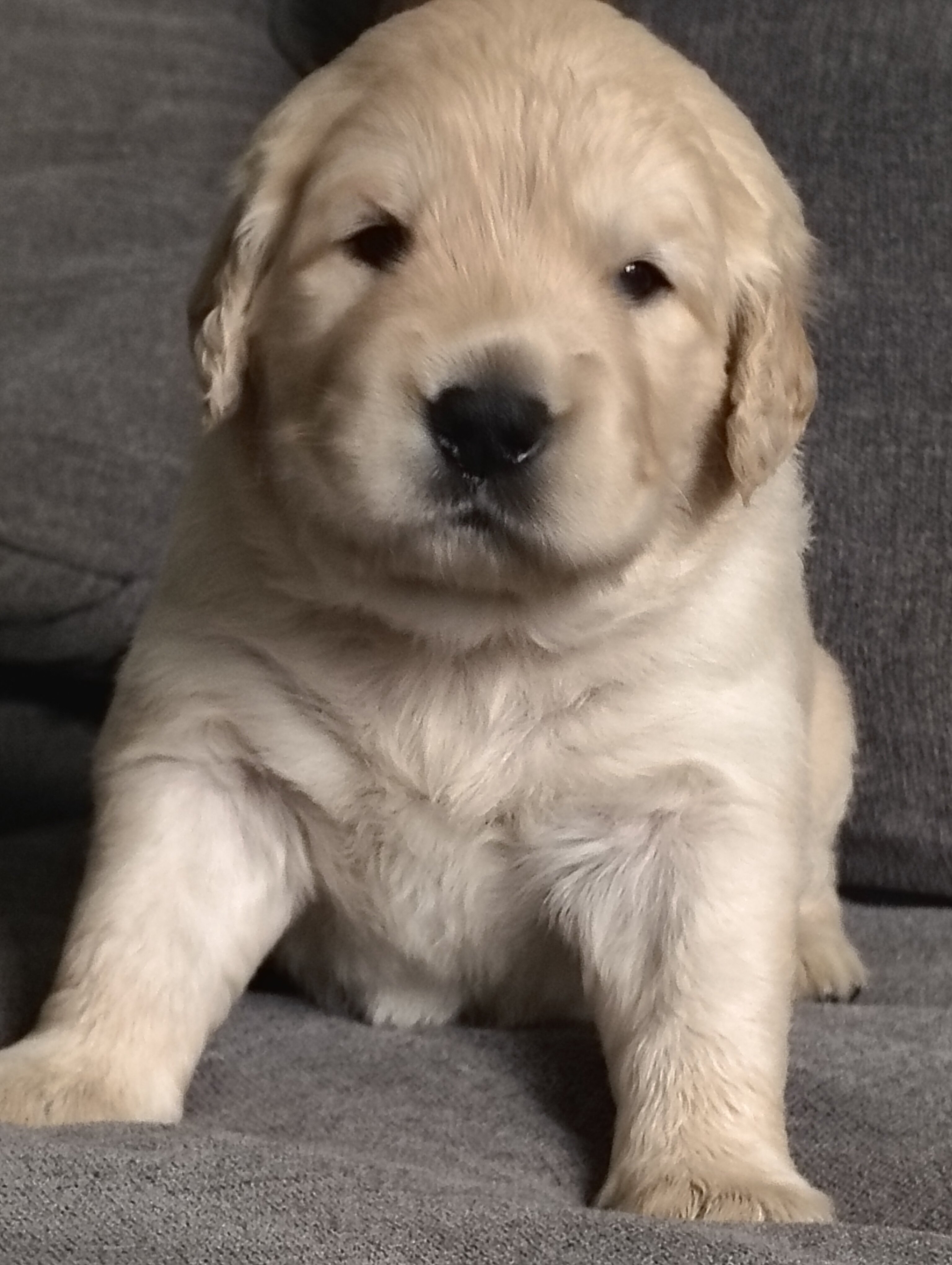 "Coraline" AKC Golden retriever female image 1