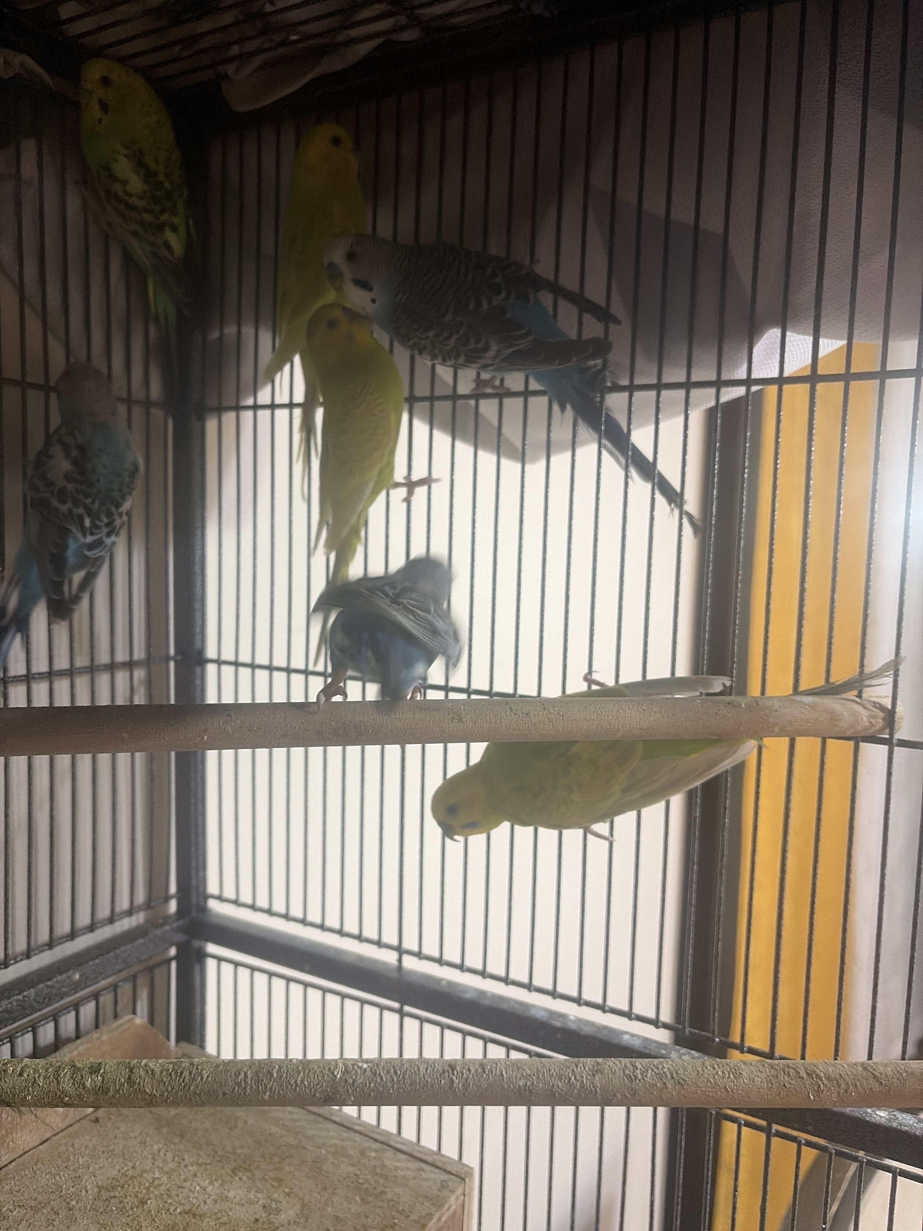 Parakeets (Budgies) image 1