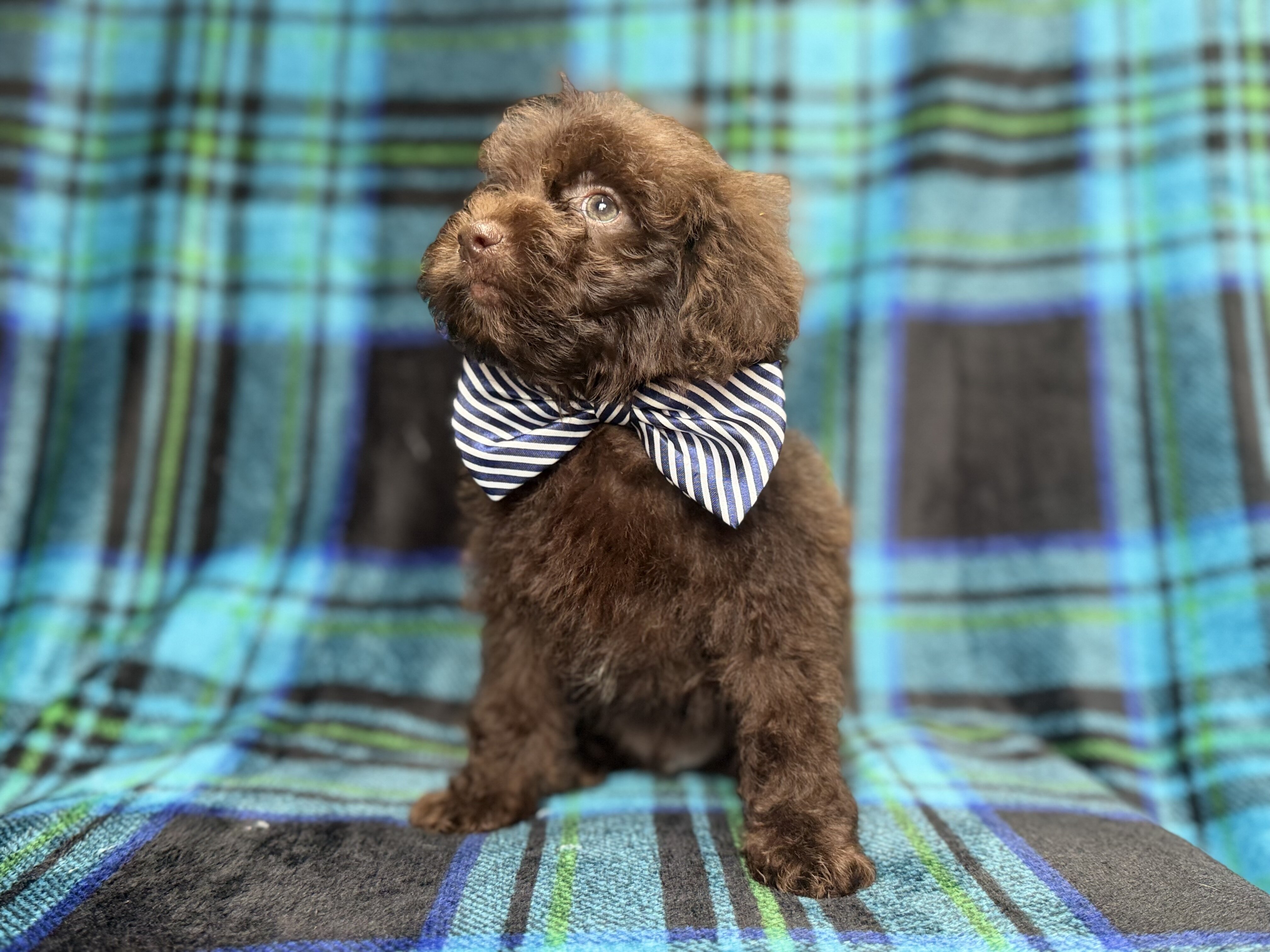 Bentley image 4
