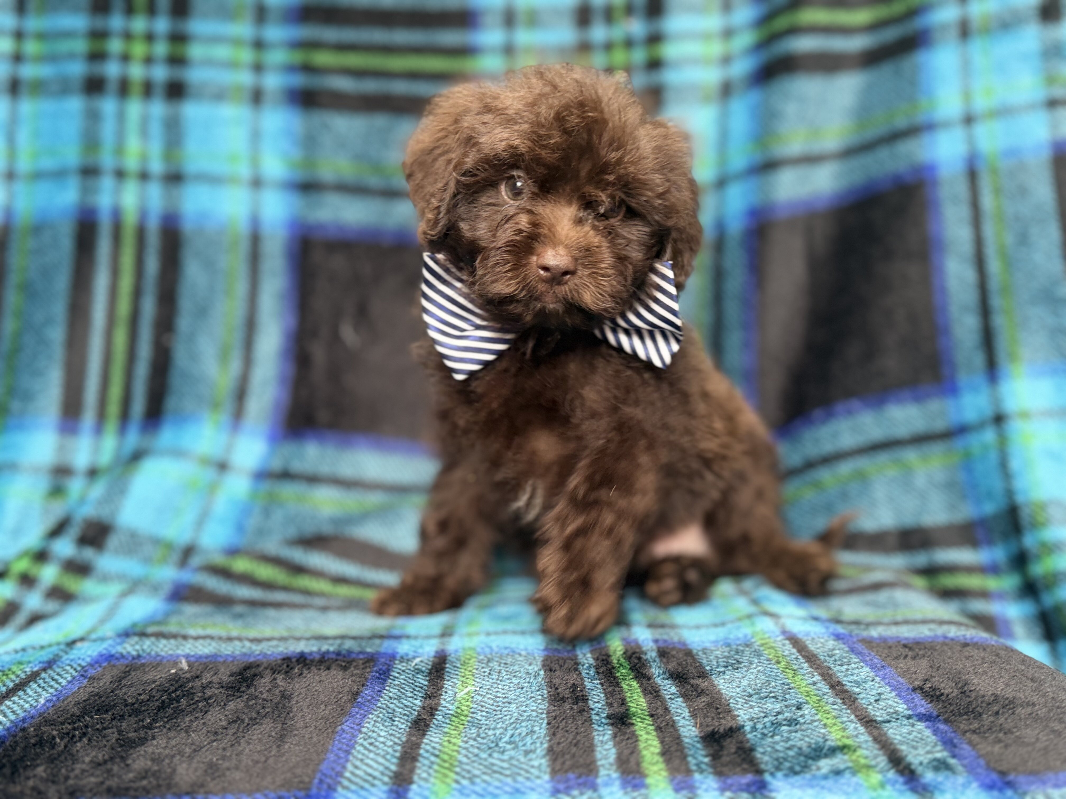 Bentley image 5