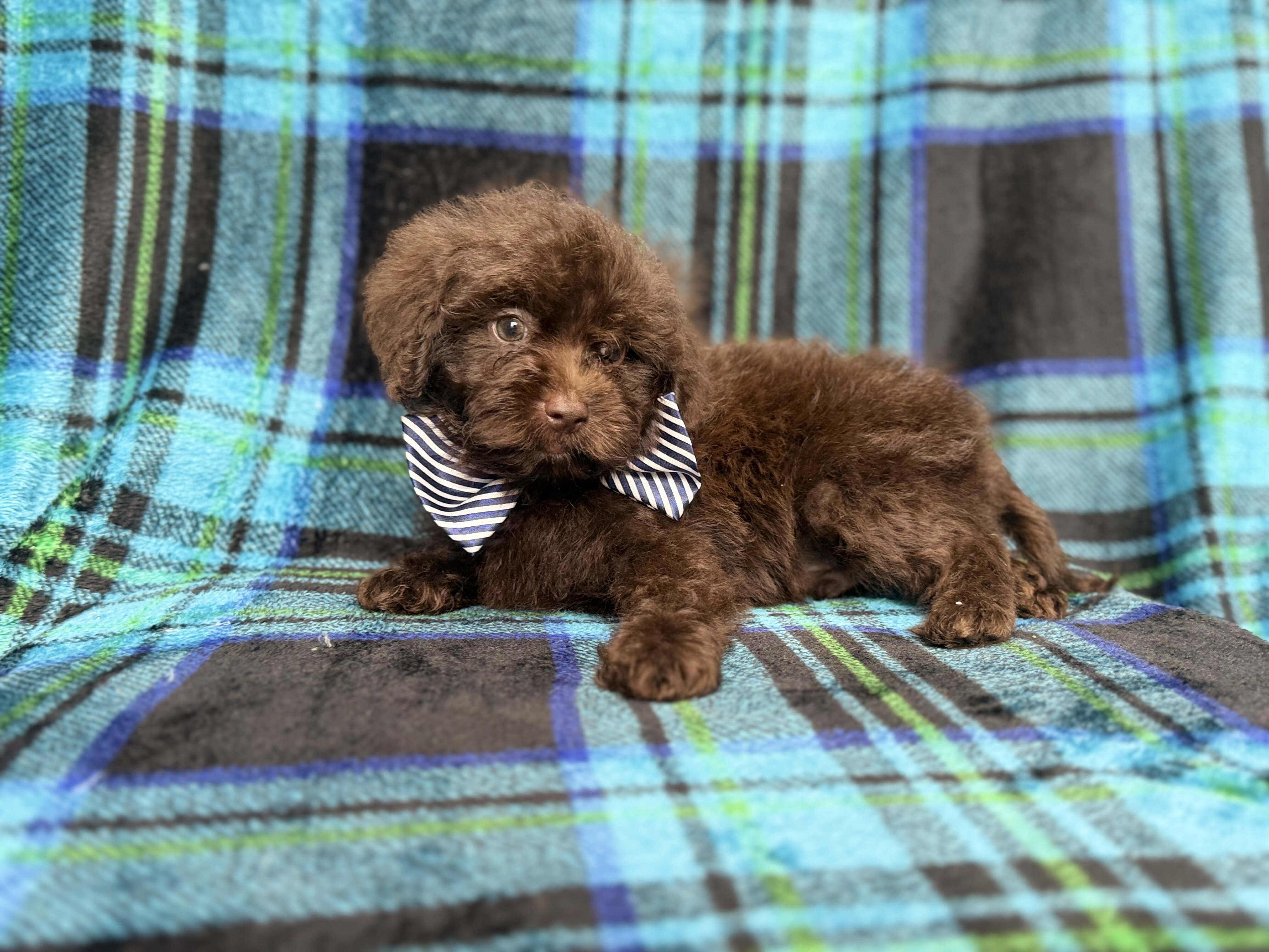 Bentley image 2