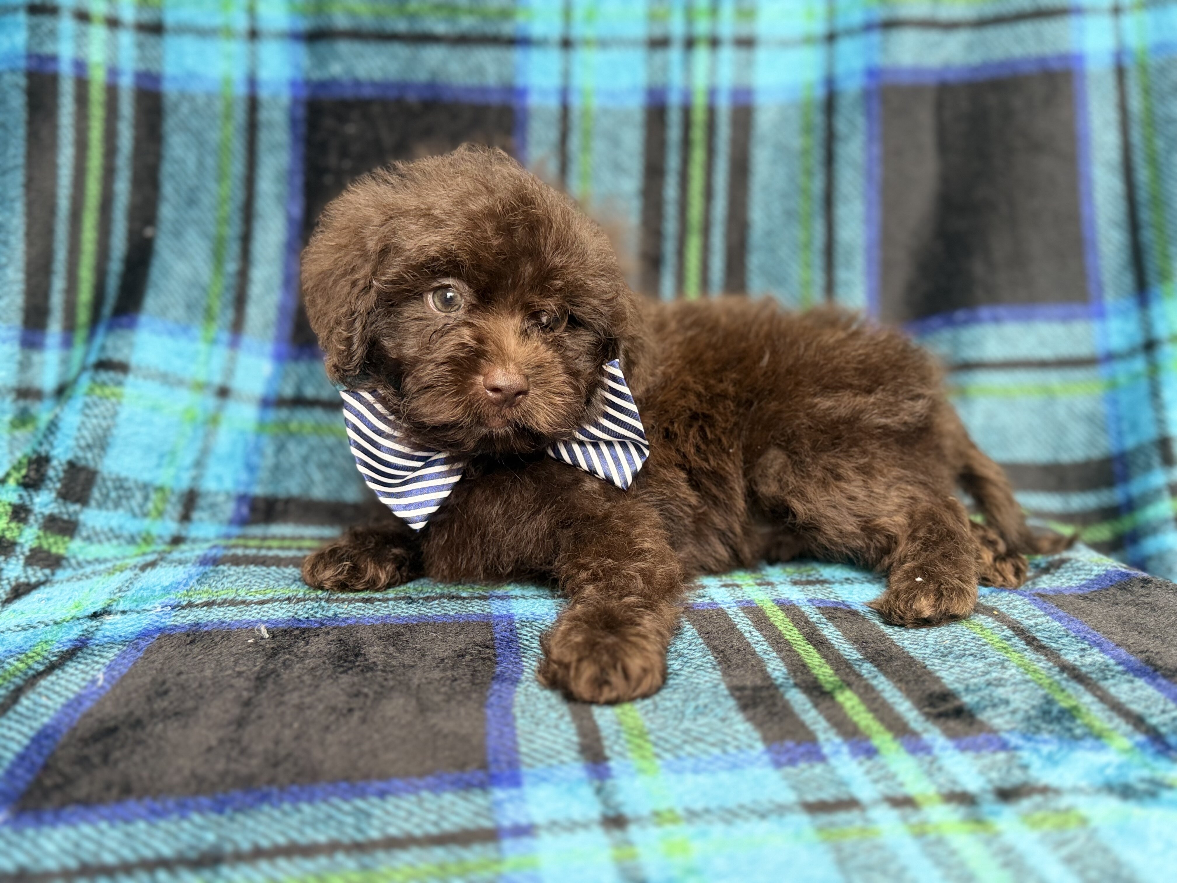 Bentley image 7