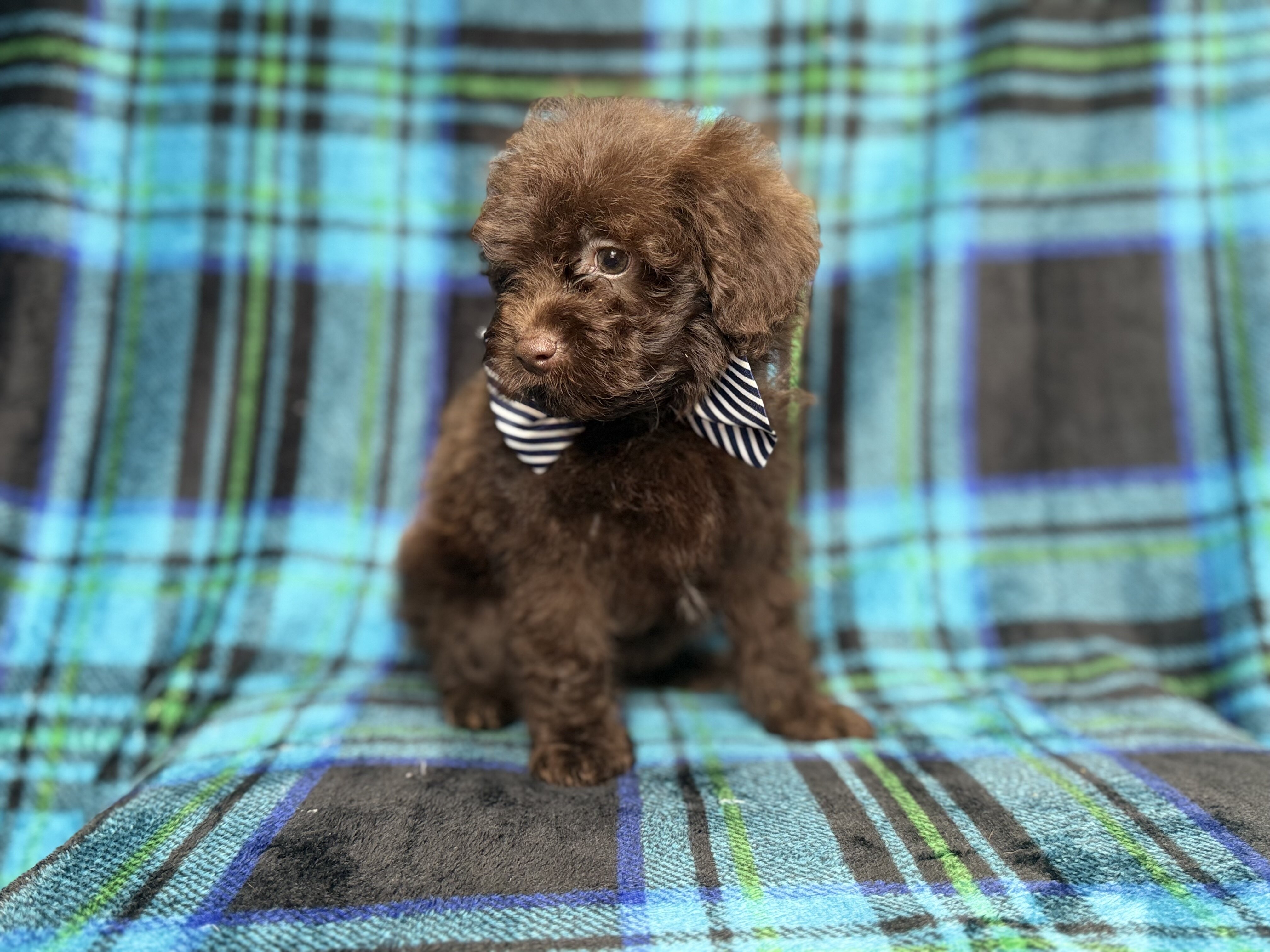 Bentley image 8