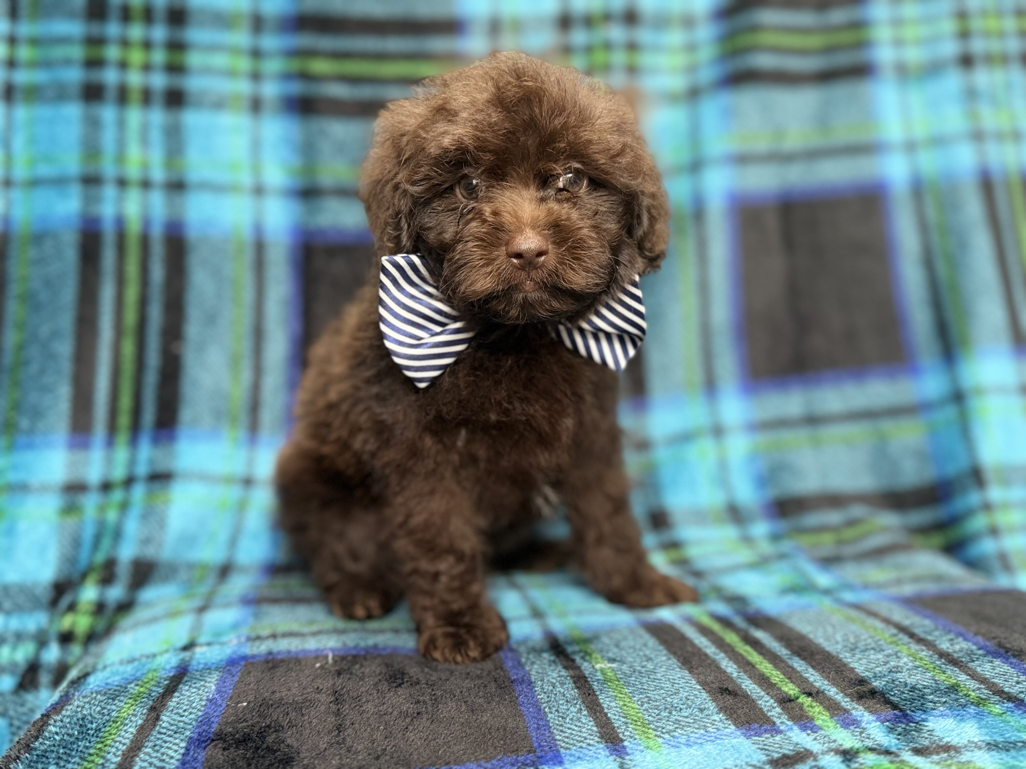 Bentley image 1