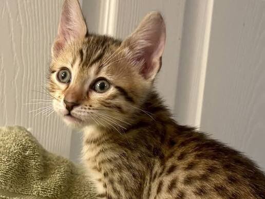 Egyptian Mau Kittens For Sale image 1