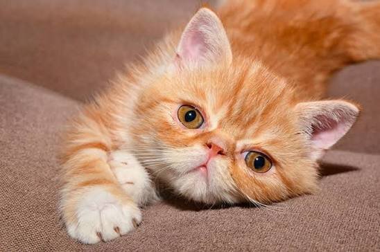 Exotic Shorthair Kittens For Sale image 1