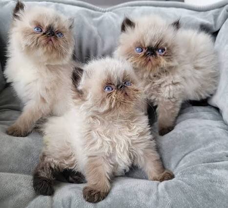 Himalayan Kittens For Sale image 1