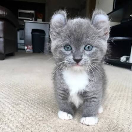 Munchkin Kittens For Sale image 1