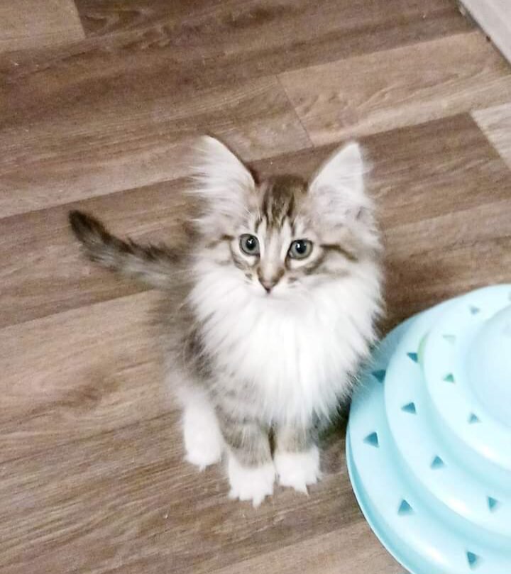 Norwegian Forest cat Kittens For Sale image 1