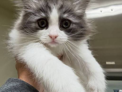 Ragamuffin Kittens For Sale image 1