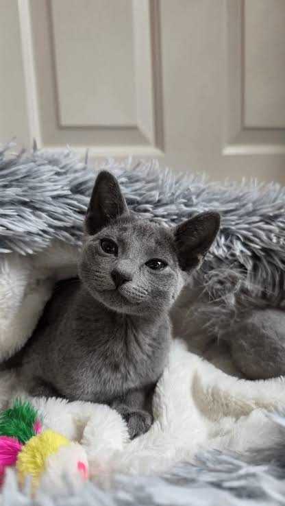 Russian Blue Kittens For Sale image 1