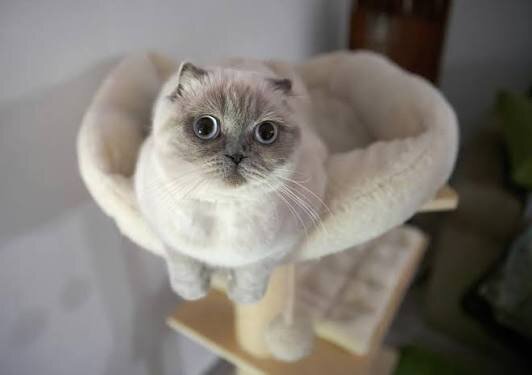 Scottish Fold Kittens For Sale image 1