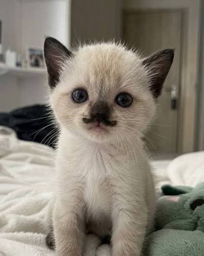 Siamese Kittens For Sale image 1