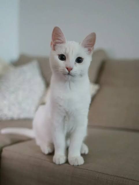 Singapura Kittens For Sale image 1