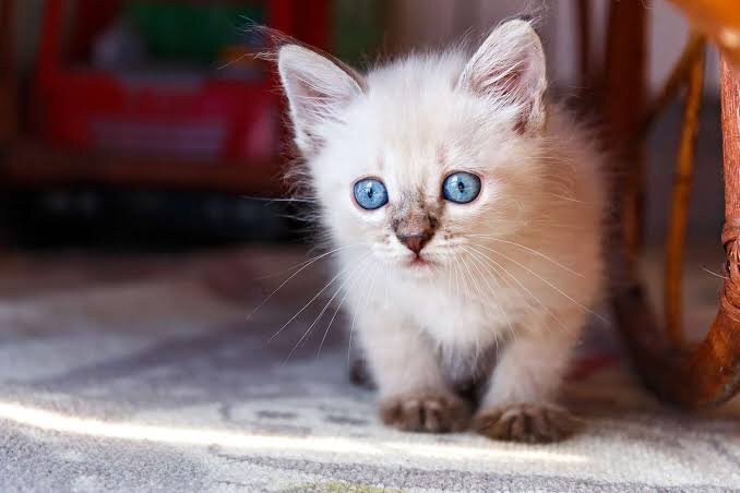 Tonkinese Kittens For Sale image 1