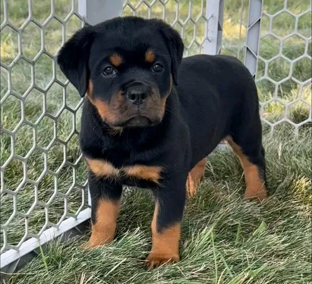 11-Week-Old Rottweiler Puppies image 1